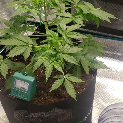 Berry blue auto growlog timeline photo