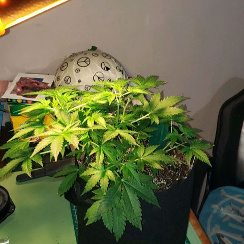Berry blue auto growlog timeline photo