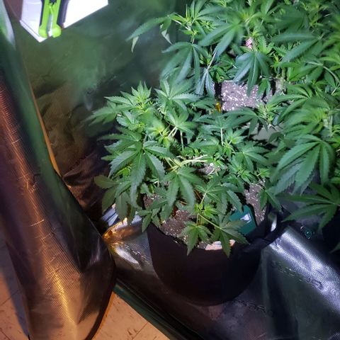 Berry blue auto growlog timeline photo