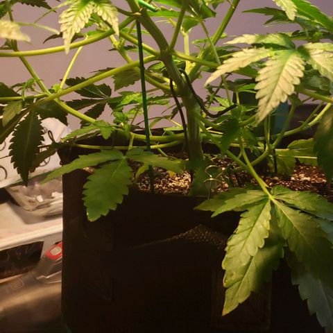 Berry blue auto growlog timeline photo