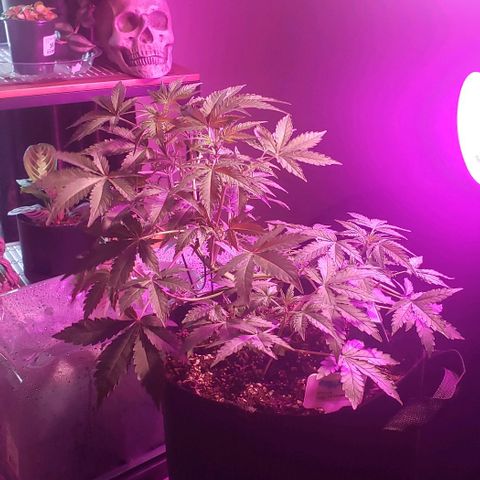 Berry blue auto growlog timeline photo