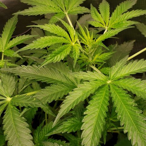 Berry blue auto growlog timeline photo