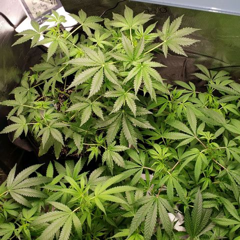 Berry blue auto growlog timeline photo