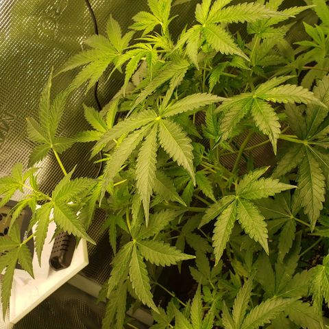 Berry blue auto growlog timeline photo