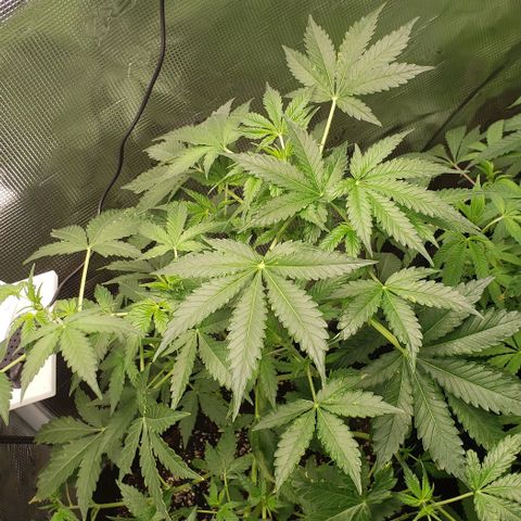 Berry blue auto growlog timeline photo