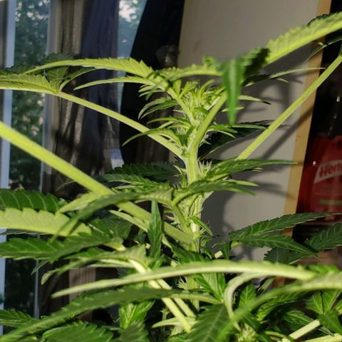 Berry blue auto growlog timeline photo