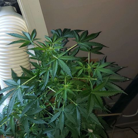 Berry blue auto growlog timeline photo