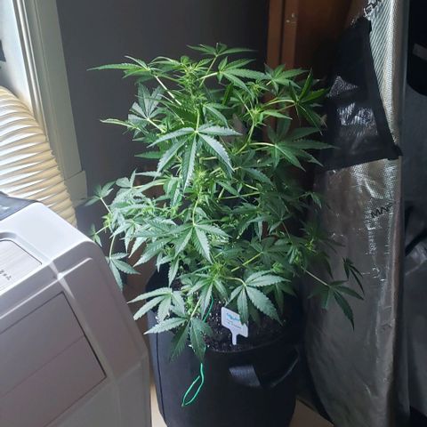 Berry blue auto growlog timeline photo