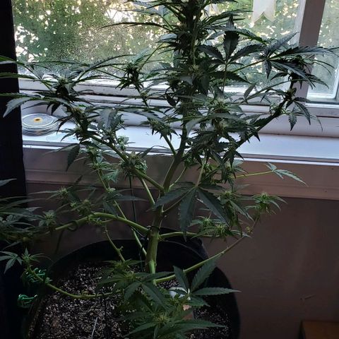 Berry blue auto growlog timeline photo