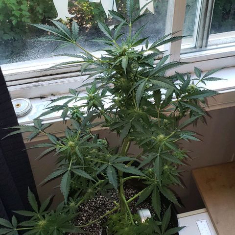 Berry blue auto growlog timeline photo