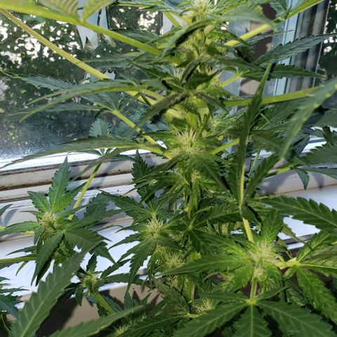 Berry blue auto growlog timeline photo