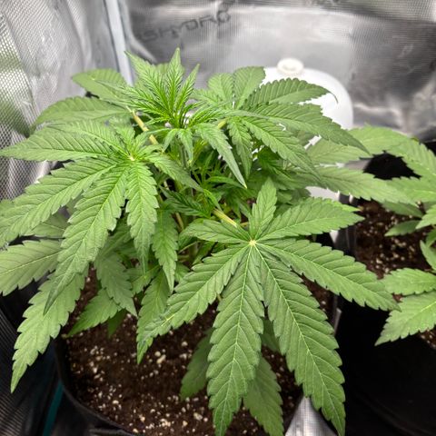 Hannelore growlog timeline photo