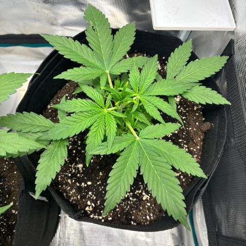 Uschi growlog timeline photo