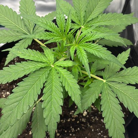 Hannelore growlog timeline photo