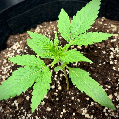 Hannelore growlog timeline photo