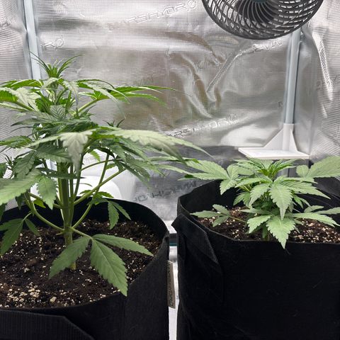Uschi growlog photo: Der Größenunterschied ist echt seltsam. Aber spannend.