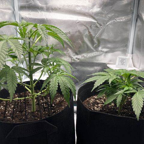 Uschi growlog timeline photo