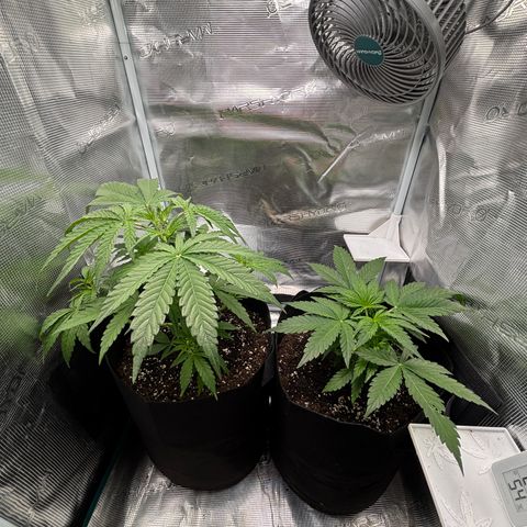 Uschi growlog timeline photo