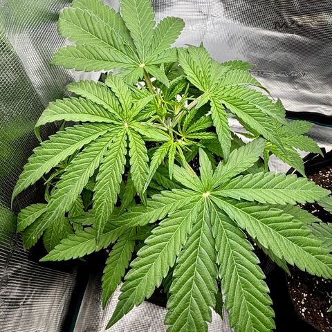 Hannelore growlog timeline photo