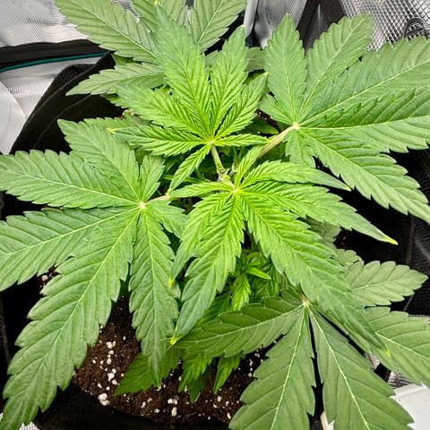 Uschi growlog timeline photo