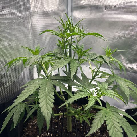 Hannelore growlog photo: Frisch frisiert.