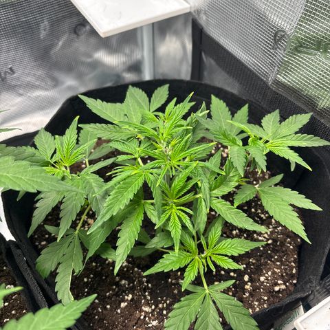 Hannelore growlog timeline photo