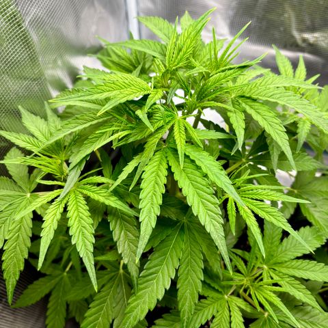 Hannelore growlog timeline photo