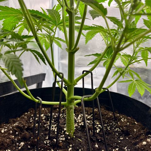 Hannelore growlog timeline photo