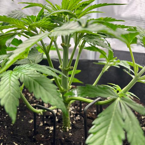 Uschi growlog timeline photo