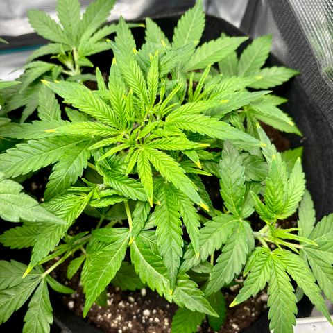 Uschi growlog timeline photo