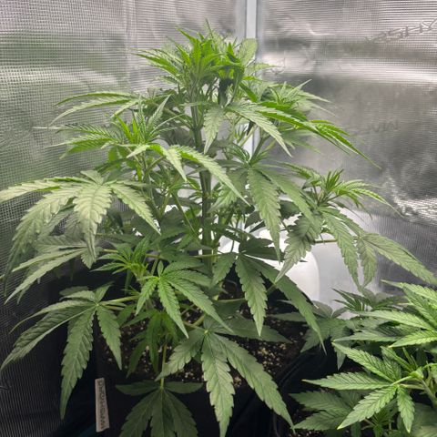 Hannelore growlog timeline photo