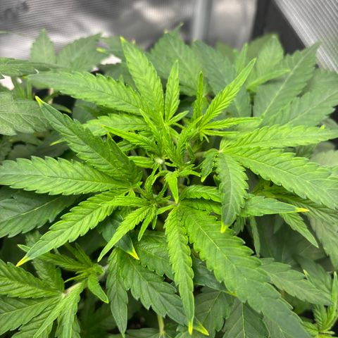 Uschi growlog timeline photo