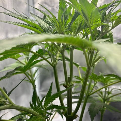 Hannelore growlog timeline photo