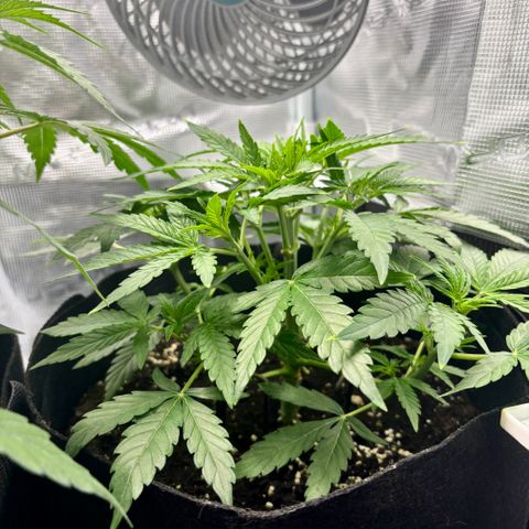 Uschi growlog timeline photo