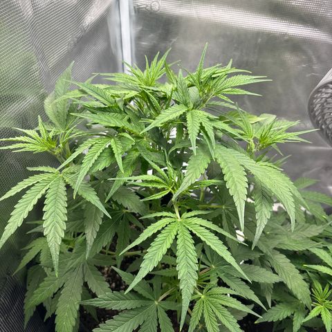 Hannelore growlog timeline photo