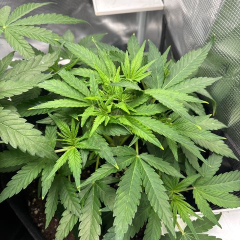 Uschi growlog timeline photo
