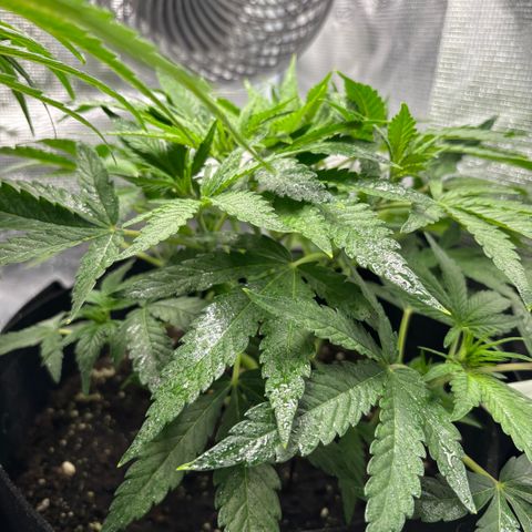 Uschi growlog photo: Weiter klein aber sonst schön. Wirkt eine Woche zurück im Vergleich zu Hannelore