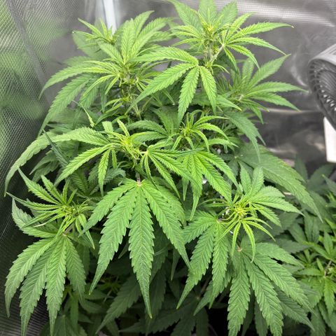 Hannelore growlog timeline photo