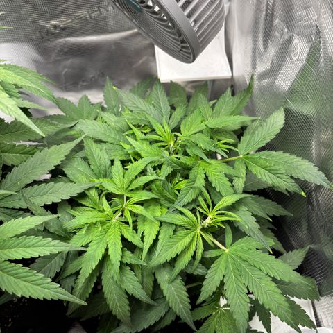 Uschi growlog timeline photo
