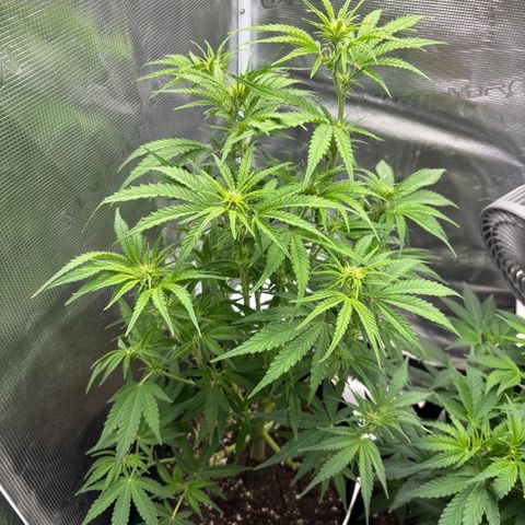 Hannelore growlog photo: Heute entlaubt