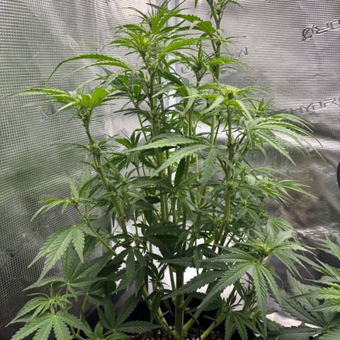 Hannelore growlog photo: Heute entlaubt