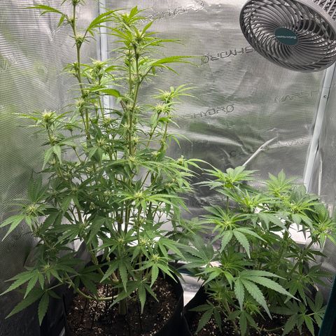 Uschi growlog timeline photo