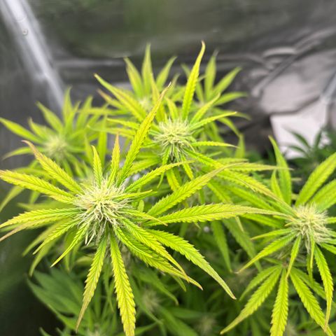 Hannelore growlog timeline photo