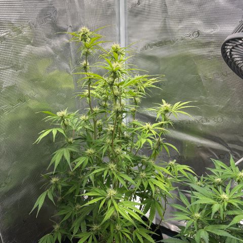 Hannelore growlog timeline photo