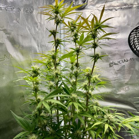 Hannelore growlog timeline photo