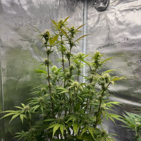 Hannelore growlog timeline photo