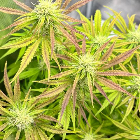 Hannelore growlog timeline photo