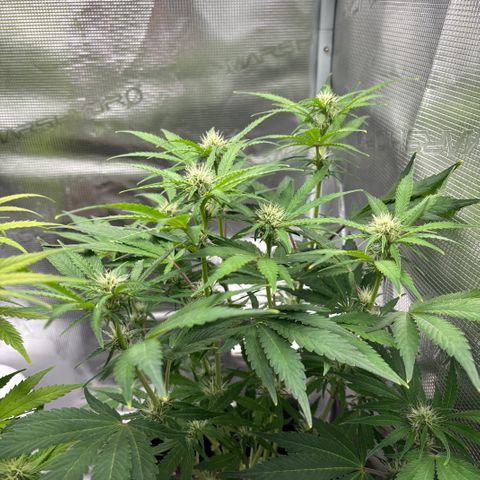 Uschi growlog timeline photo