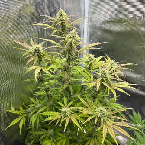 Hannelore growlog timeline photo