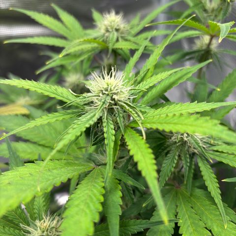 Uschi growlog timeline photo